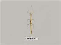 藏品(昆蟲綱)的圖片